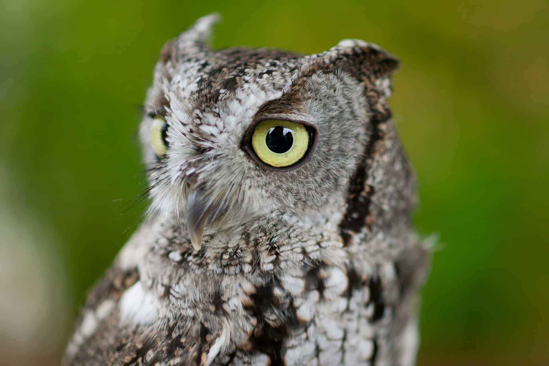 Owl-9946