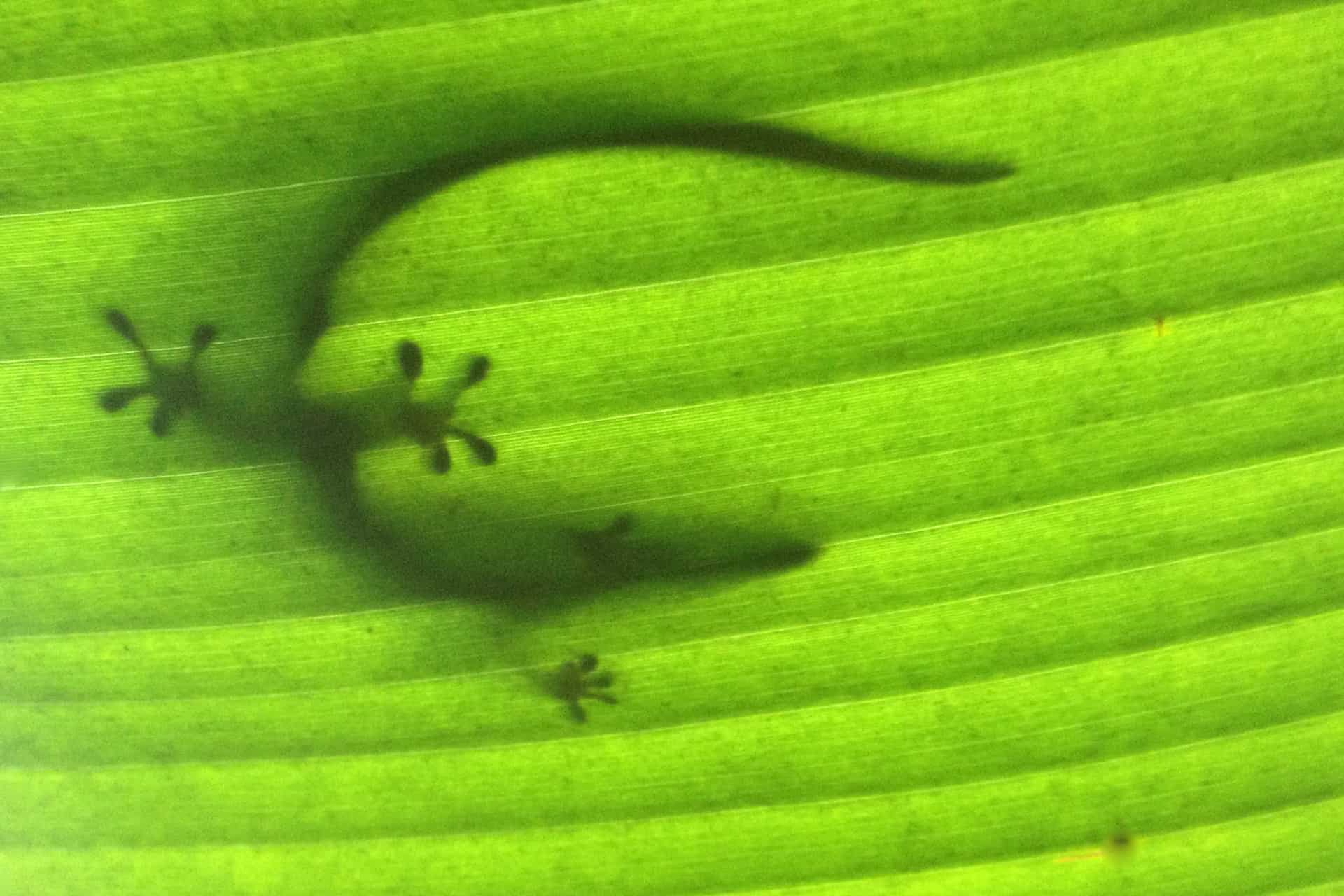 Gecko on a banana leaf
